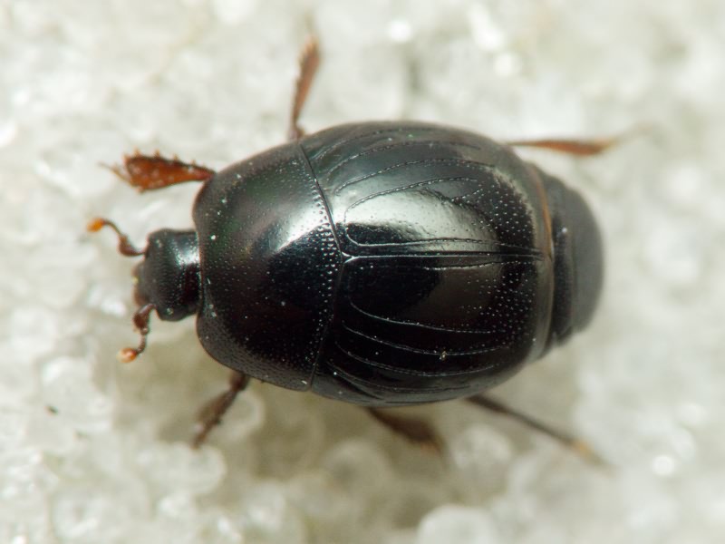 Histeridae Gyllenhal, 1808